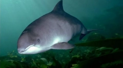 Könnyű tengeri sertés